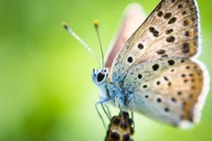 Közeli kép egy foltos pillangóról zöld háttér előtt, látszanak szárnyai, szemei és csápjai.