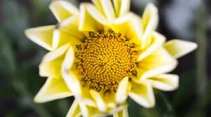 Sárga virág makrófotója fókuszban a narancssárga-sárga pollenekkel teli középpel és elmosódott szirmokkal.