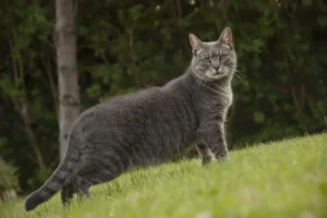 Szürke cirmos macska sárga szemekkel áll a füves dombon, néz a kamerába, homályos zöld bokrok a háttérben.